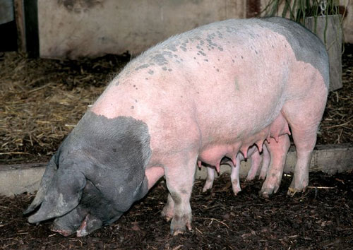 Swabian-Hall Swine - pig breeds | goris jishebi | ღორის ჯიშები